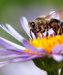 graines pour abeille