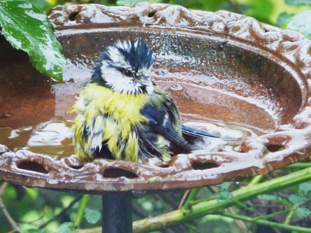 Conseils pour fournir de l'eau aux oiseaux