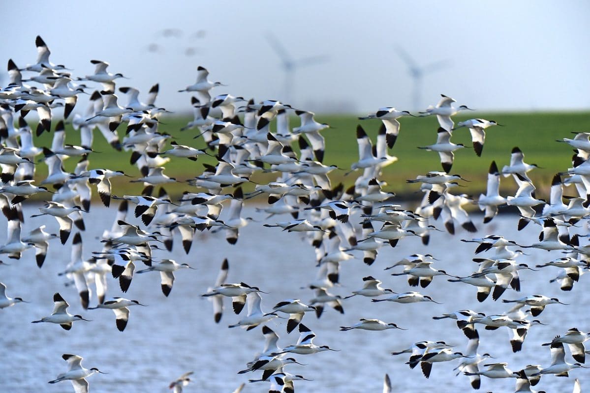 migration d'oiseau